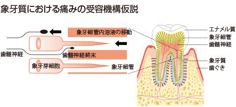 ۉ县ɂɂ݂̎e@\