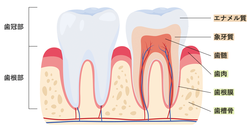 歯の仕組み